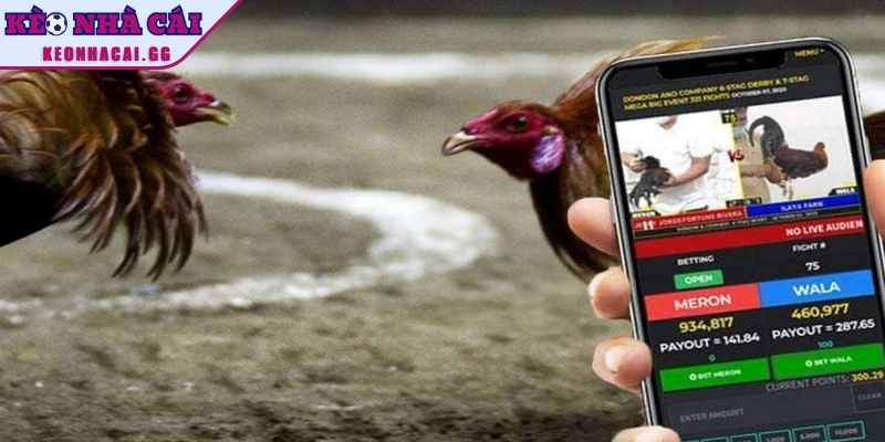 Hướng dẫn tham gia đá gà online qua app một cách đơn giản 