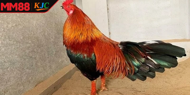 Kỹ thuật nuôi dưỡng gà đá Xanh Trích